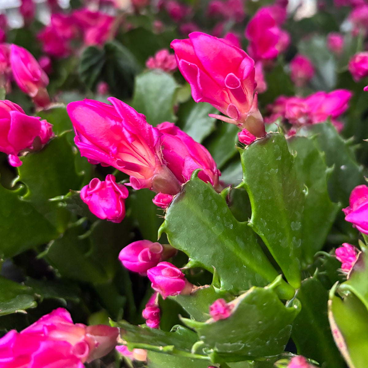 Schlumbergera 'Thor Wild Cactus Pink'