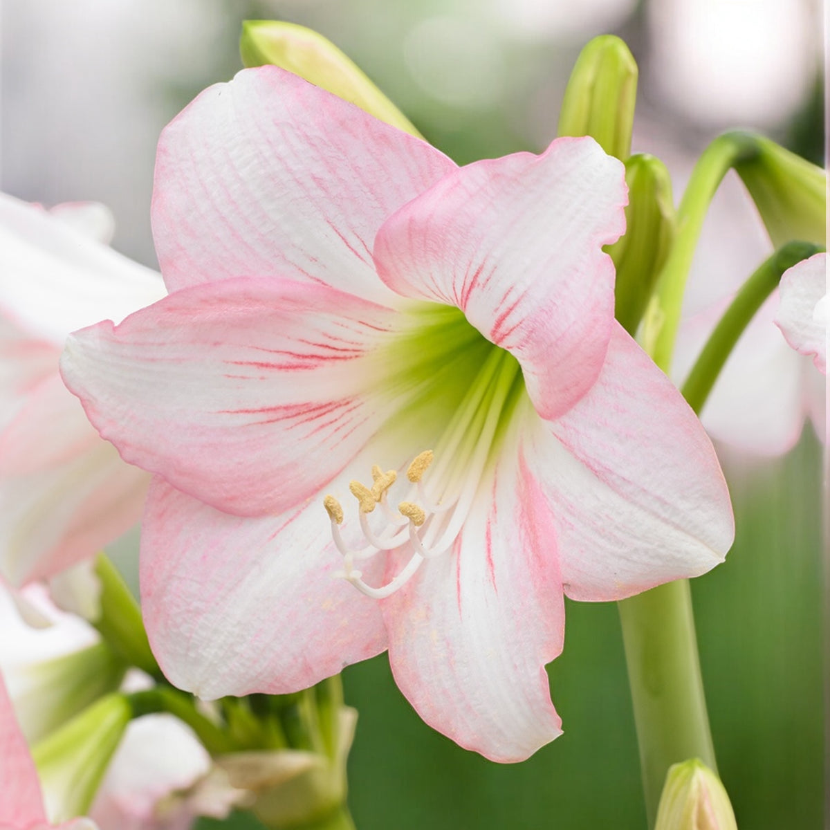 Amaryllis (Hippeastrum) ‘Sonatini Pink’