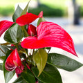 Anthurium Picanta Red