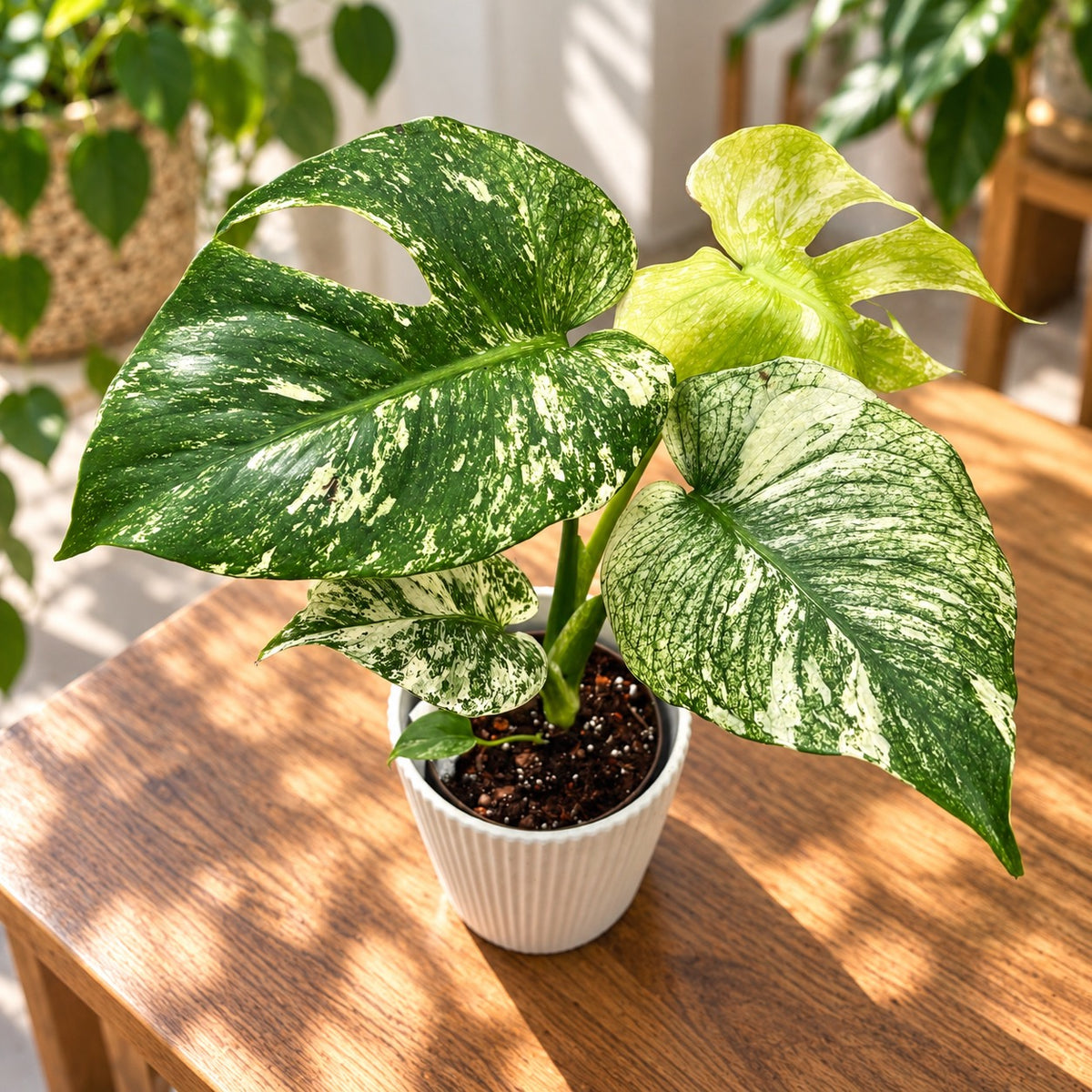 Monstera deliciosa 'Mint' D11 - variegatie rara