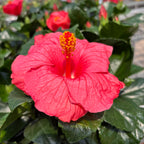 Hibiscus rosa-sinensis ‘Kandy’ - Trandafiri japonezi cu flori roz