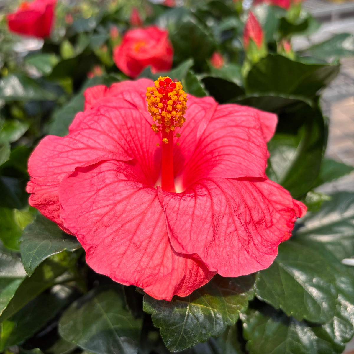 Hibiscus rosa-sinensis ‘Kandy’ - Trandafiri japonezi cu flori roz