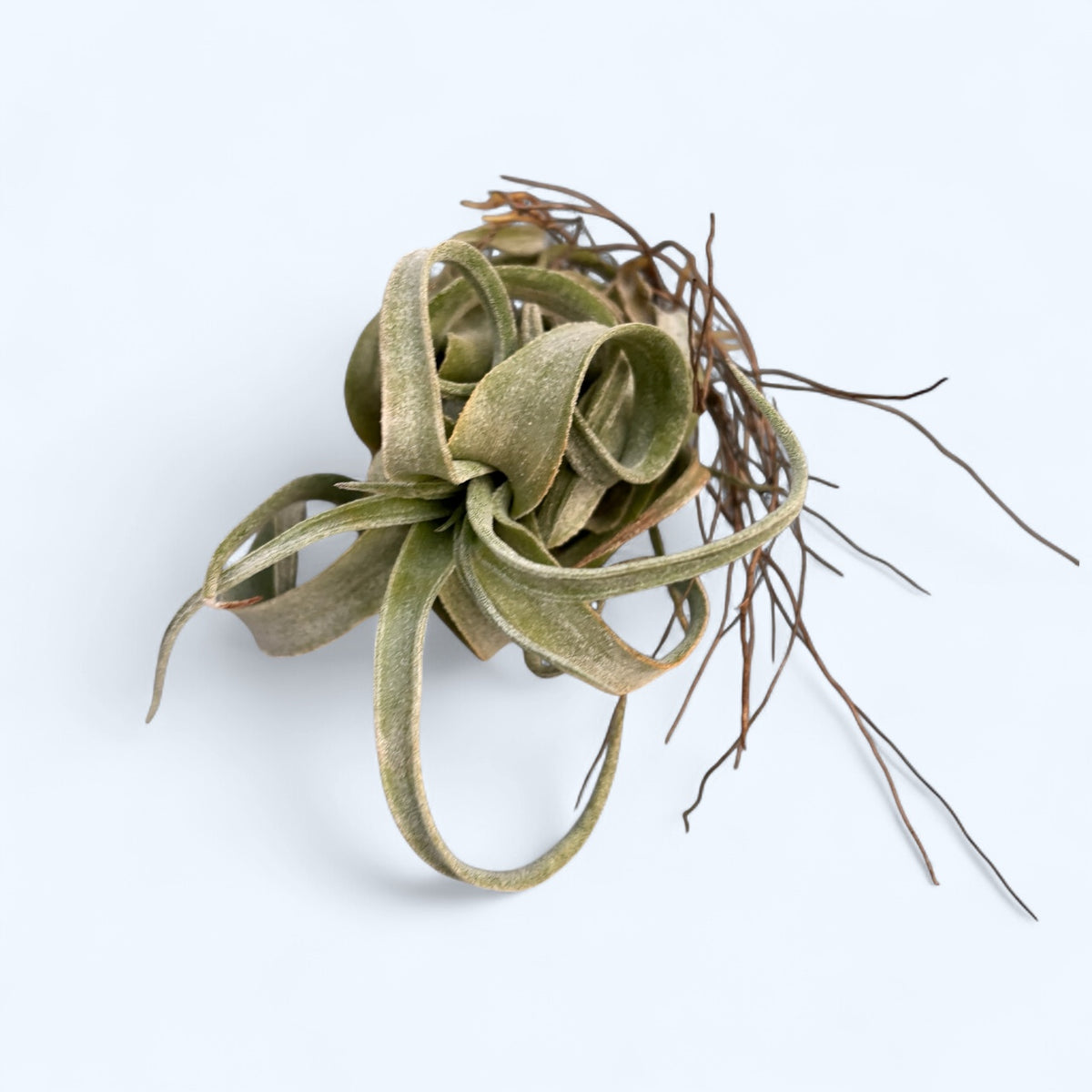 Tillandsia streptophylla - pianta aerea con fogliame spettacolare