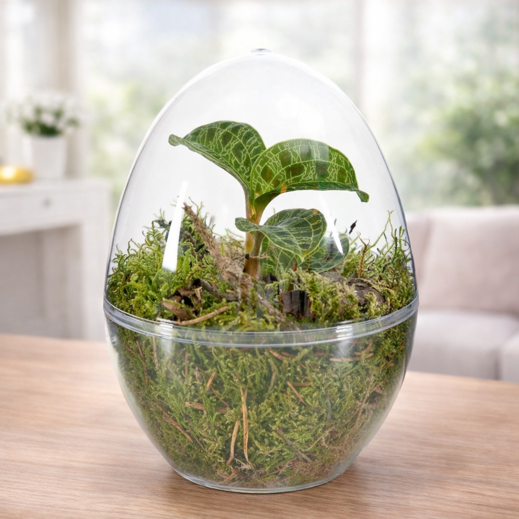 Ecosystem with Macodes petola (Easy Care Terrarium)