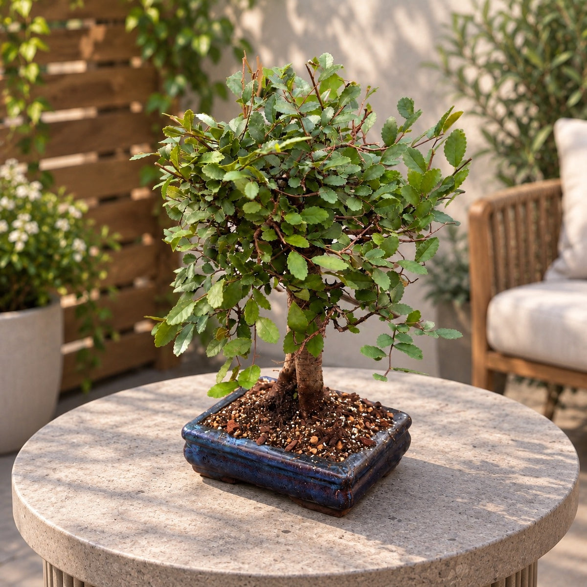 Bonsai Zelkova (Ulmul Japonez)