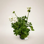 Muscate stelate albe - Pelargonium Fireworks 'White'