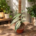 Ficus sagittata «Variegata Pink» – ποικιλόχρωμος φίκος