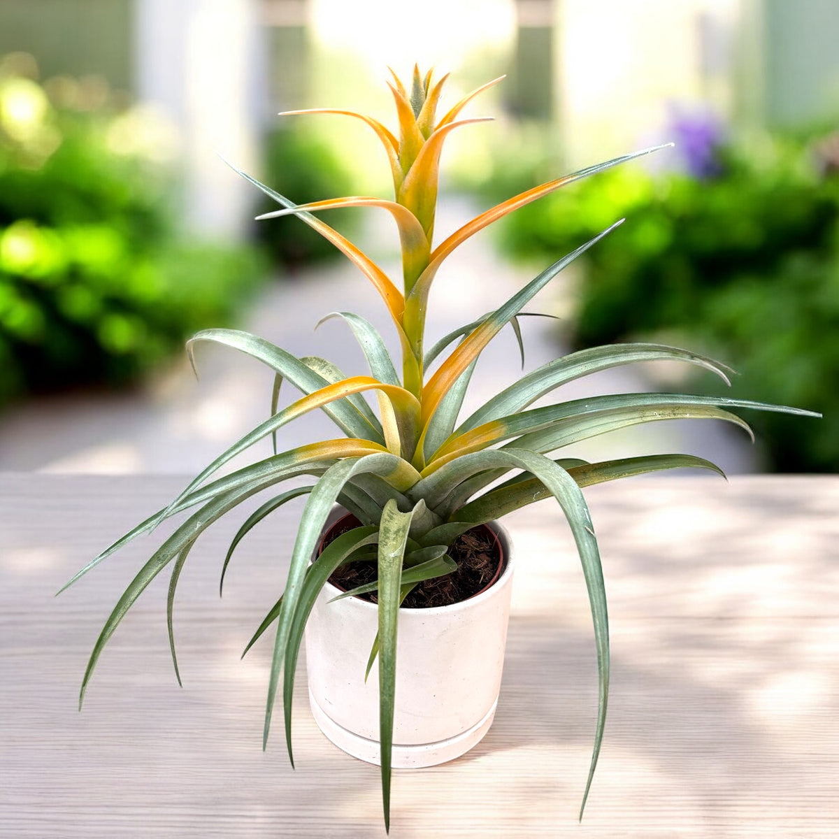Tillandsia ‘Maya Gold’ – exotic air plant with decorative flowering