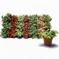 Fittonia Mix - Planta Mozaic cu frunzis multicolor