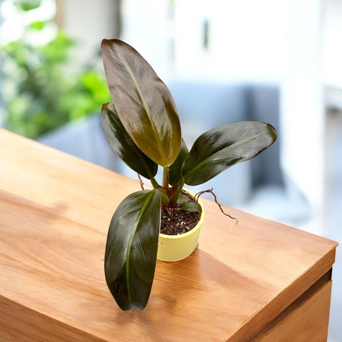 Philodendron ‘Imperial Red’ (babyplant)