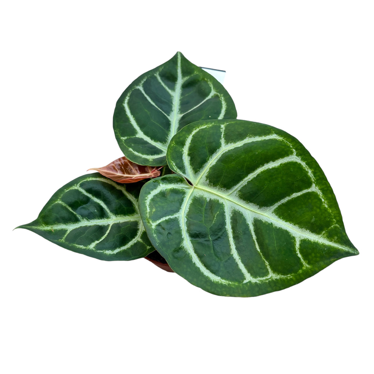 Anthurium crystallinum 'Silver Blush'