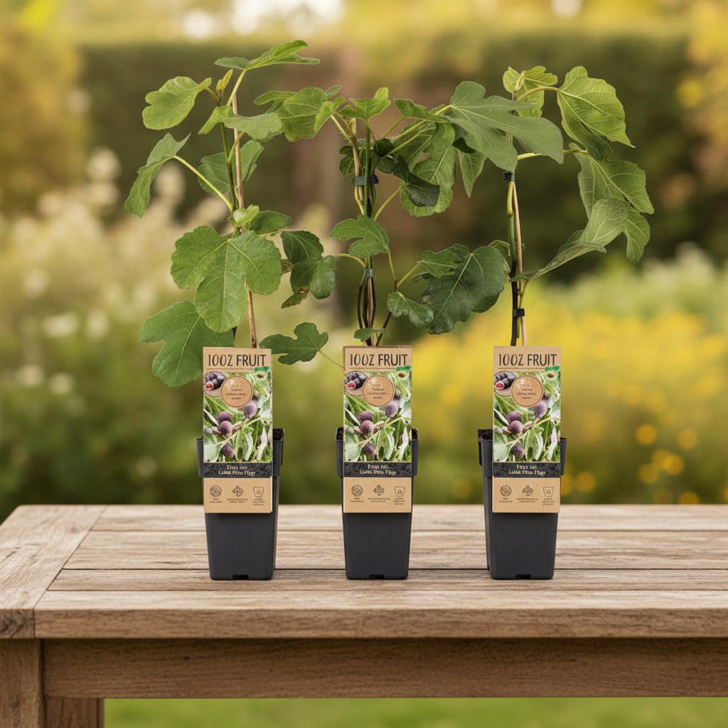 Smochin - Ficus carica 'Little Miss Figgy' (Ficus carica 'Majoam')