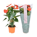 Anthurium 'Atlas' (Flamingo flower)