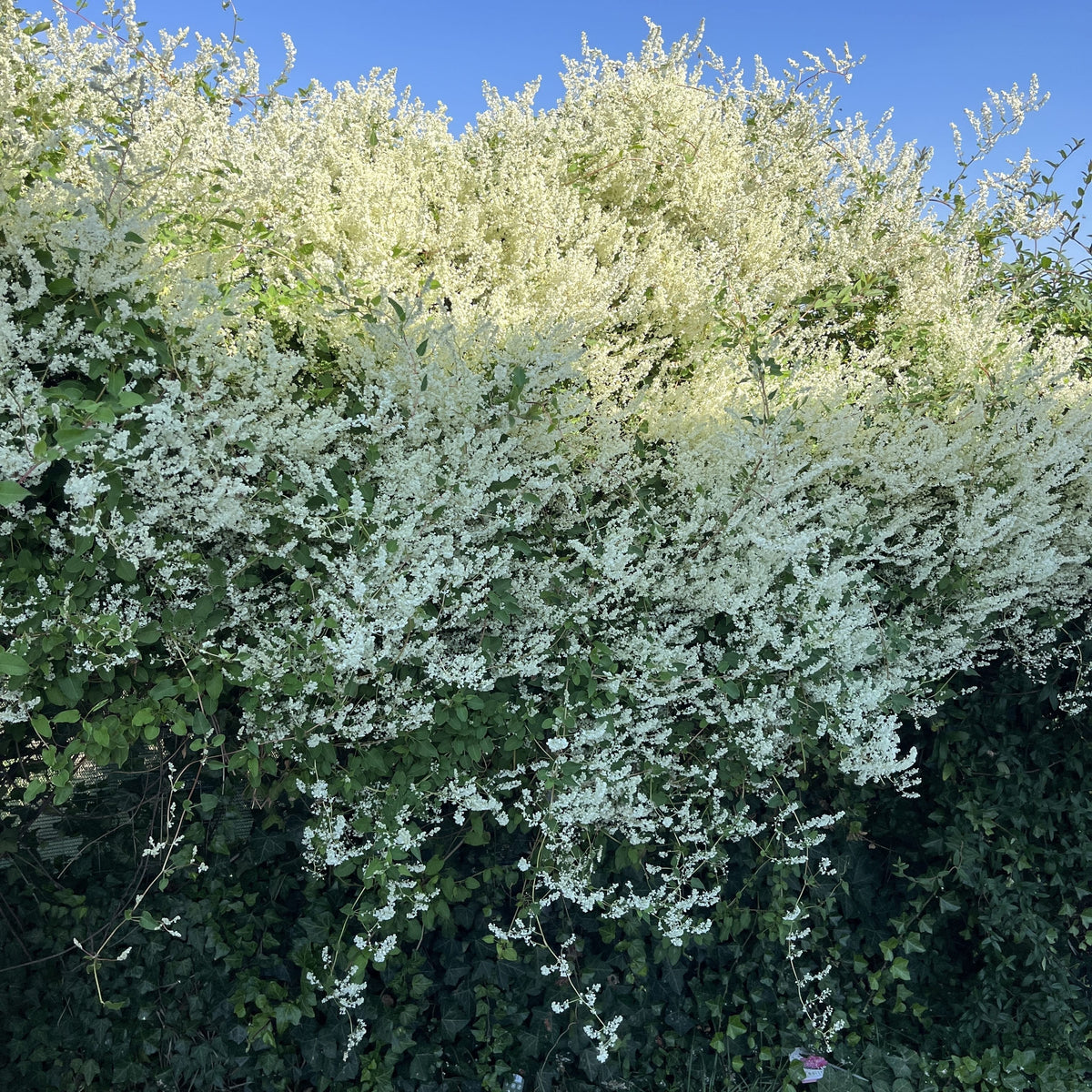 Fallopia aubertii (syn. Polygonum aubertii)