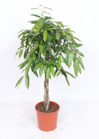 Ficus binnendijkii 'Amstel King' H140 cm