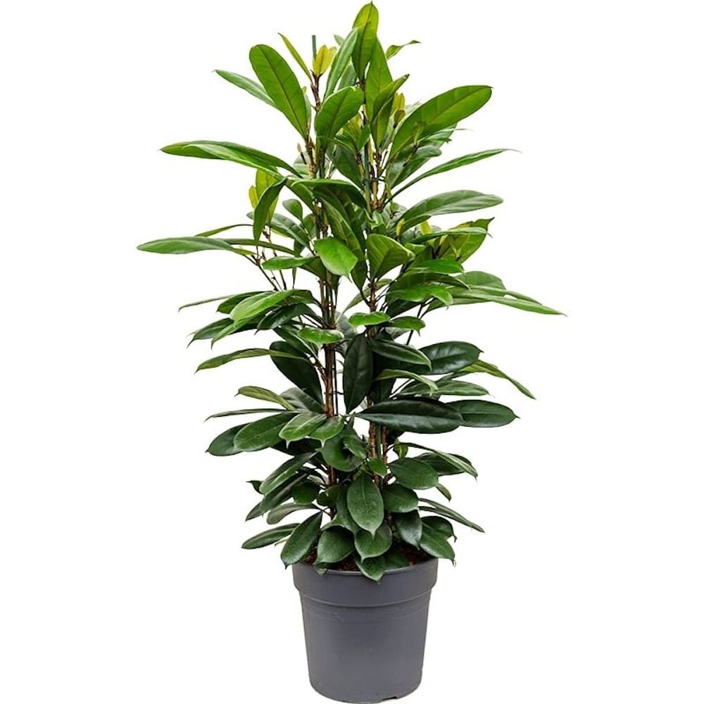 Ficus cyathistipula (Smochinul African)