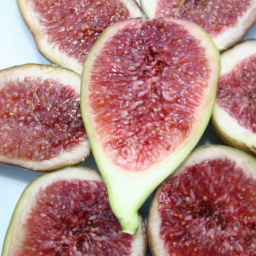 Smochin - Ficus carica 'Gustissimo Perretta'