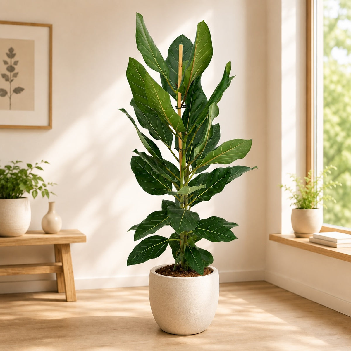 Ficus benghalensis ‘Joy’ - ficus bengalez compact cu frunzis tropical luxuriant