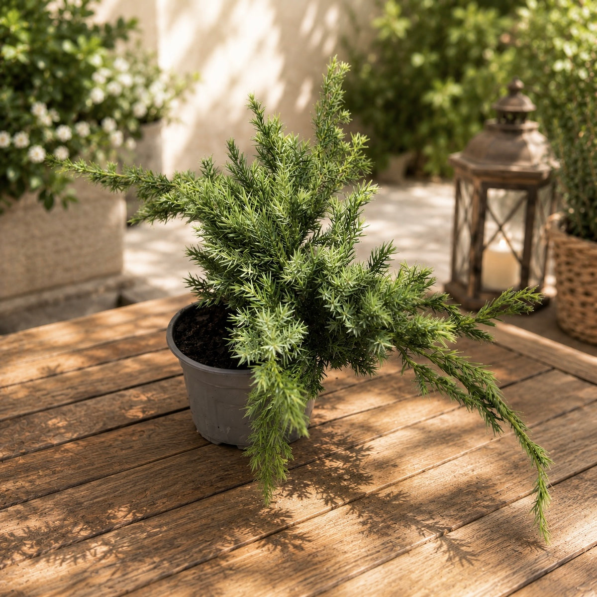 Juniperus squamata ‘Blue Carpet’ - creeping blue juniper
