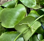 Dischidia platyphylla - XL Exemplare