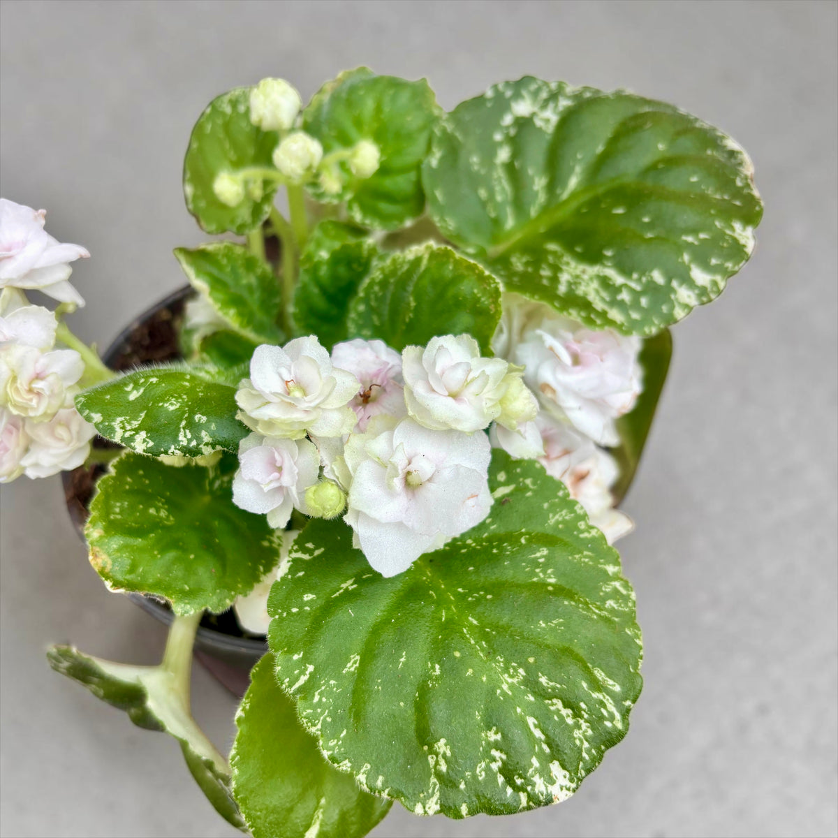 Saintpaulia „Watermelon Snow“ - Afrikanisches Veilchen mit panaschiertem Laub und gefüllten Blüten