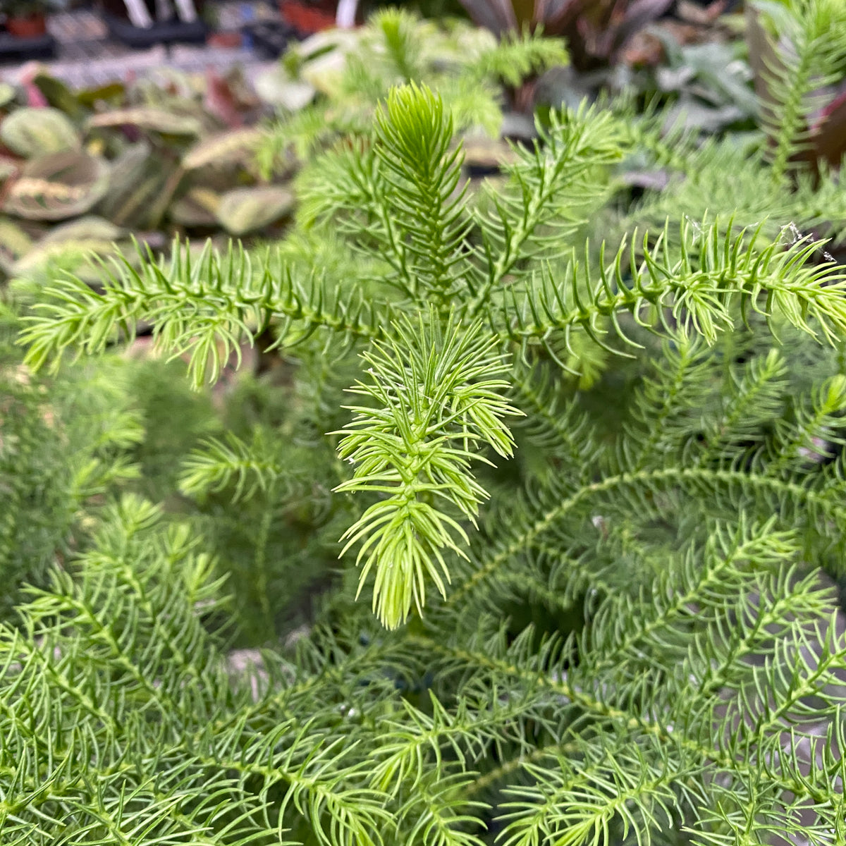 Araucaria heterophylla (Norfolk Island pine) D14/15