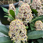 Skimmia Japonica Rubella (Liliacul japonez) XL - 2-3 plante/ghiveci