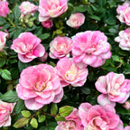 Duftende Zwergrosen Rosa ‘Vieve’ (weiß-rosa bicolor)
