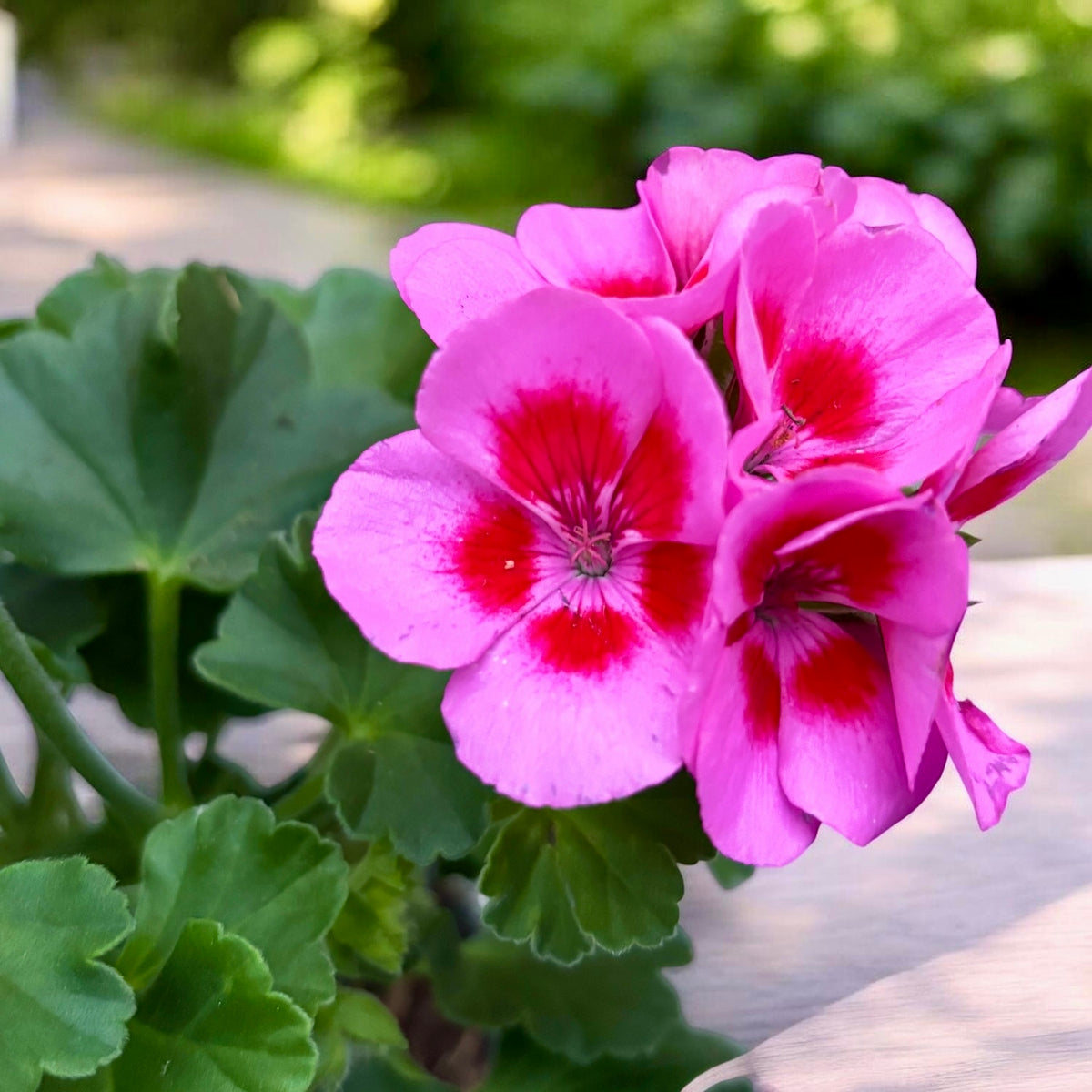 Muškát Pelargonium ‘Vineta’ - zónová odrůda s bohatým květem