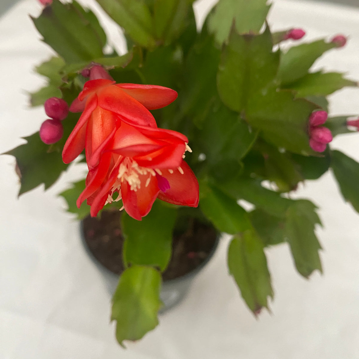 Schlumbergera ‘Danica Red’ (Christmas Cactus) 2pp
