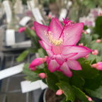 Schlumbergera 'Pink Brazil' (pink-cyclamen Christmas cactus)