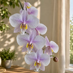 Phalaenopsis Philishill (Phal. philippinensis × schilleriana) – Fragrant