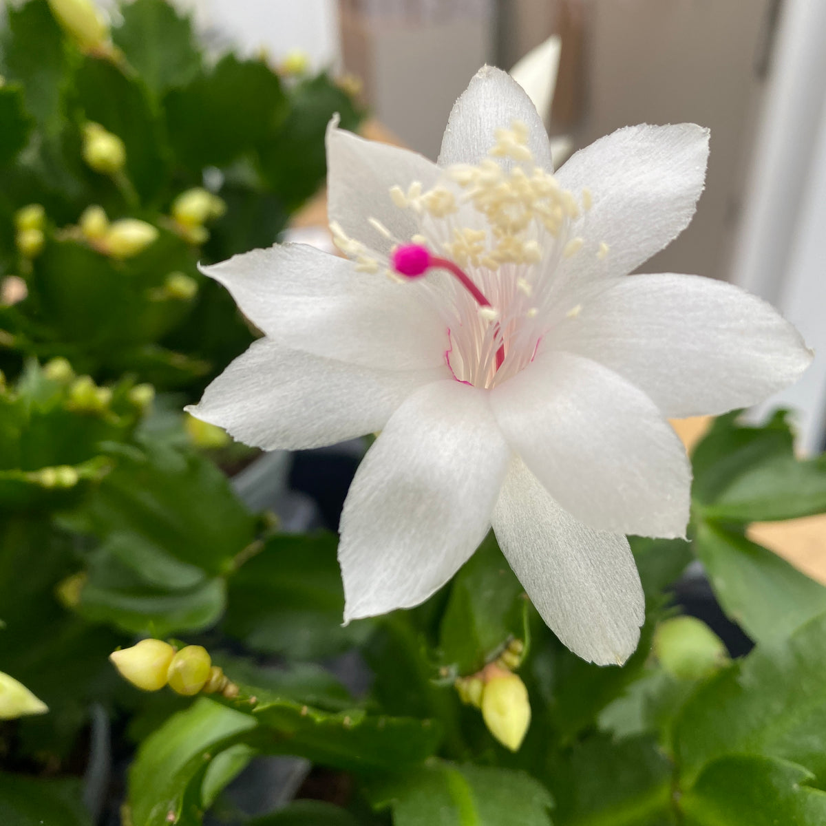 Schlumbergera 'White Brazil' (white Christmas cactus) 2pp
