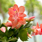 Schlumbergera ‘Thor Freya’ (Christmas Cactus) 2pp
