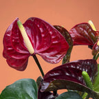 Anthurium (Andreanum Grp) 'Tranquillo' - Floarea Flamingo cu flori bordo inchis