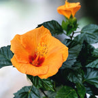 Hibiscus rosa-sinensis 'Bombay'