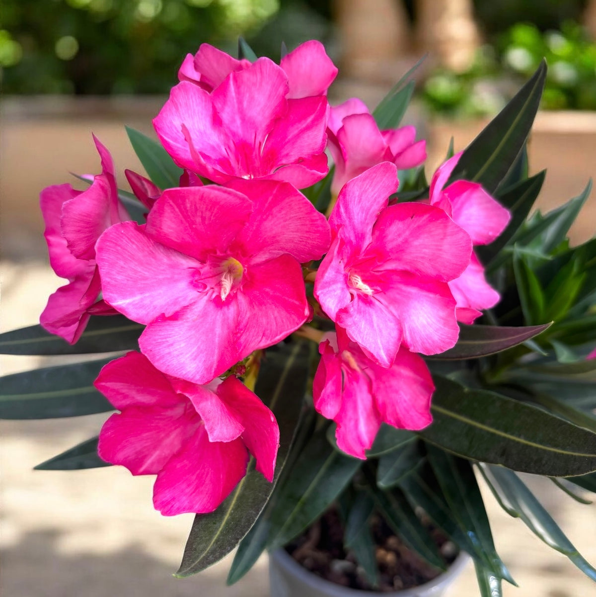Rosa Oleander (Nerium Olander) 2pp