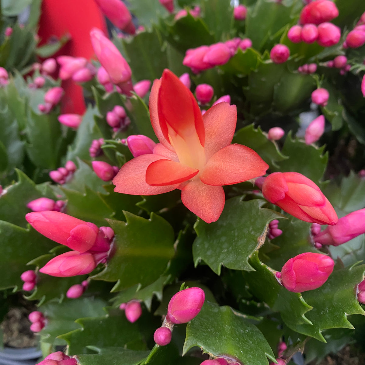 Schlumbergera 'Thor Olivia’ (Christmas Cactus) 2pp