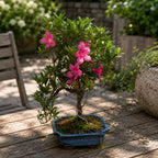Bonsai Azalee Japonica (Rhododendron)