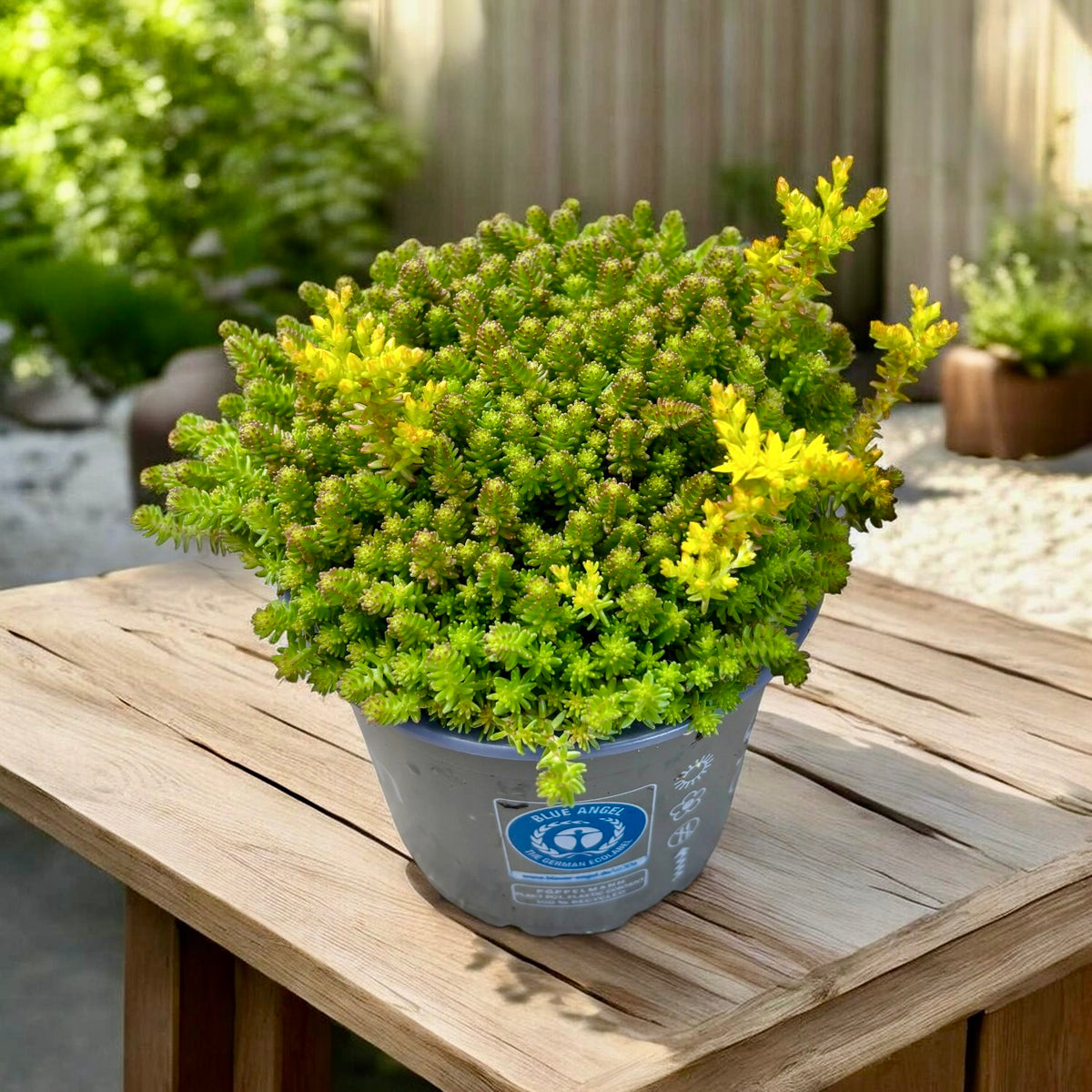 Sedum sexangulare (sedum strisciante) – tappeto verde denso, facile da mantenere