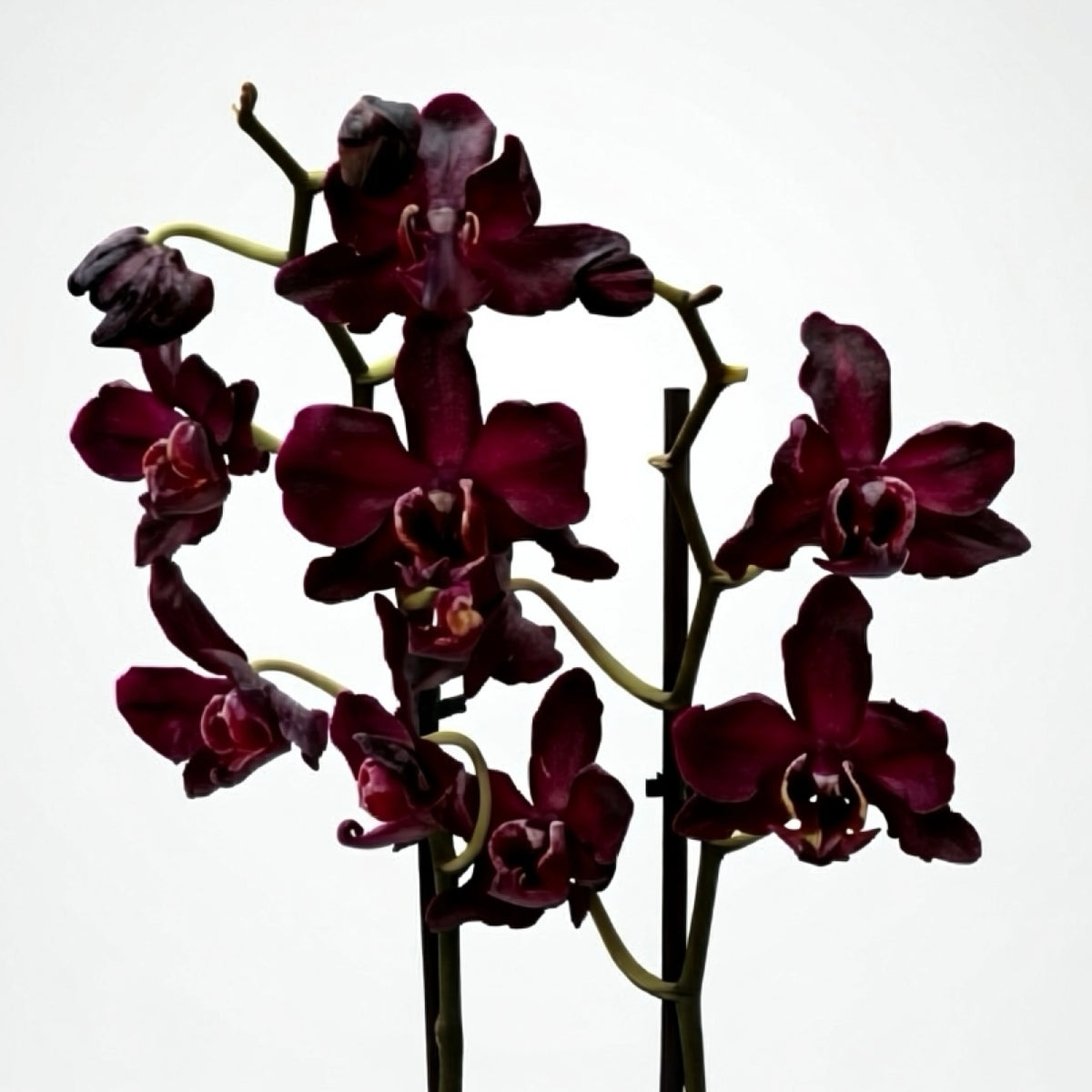 Phalaenopsis Black Jack