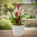 Zantedeschia 'Frozen Queen' - decorative calla with burgundy flowers and variegated foliage