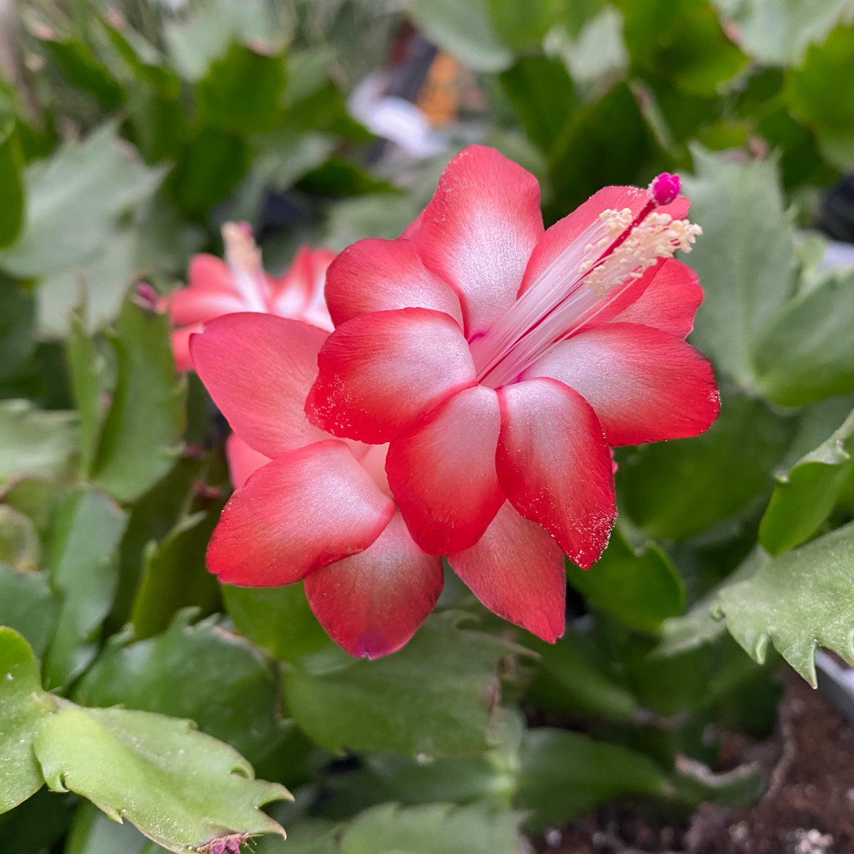 Schlumbergera ‘Danica Red’ (Christmas Cactus) 2pp