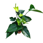 Anthurium mix – eleganta exotica