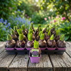 Violette Hyazinthen - Hyacinthus orientalis 'Woodstock'