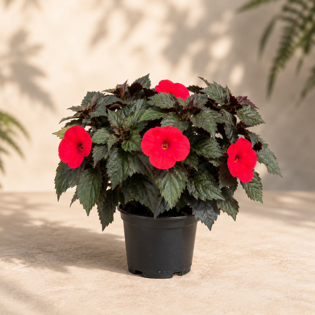 Achimenes 'Red Robin'