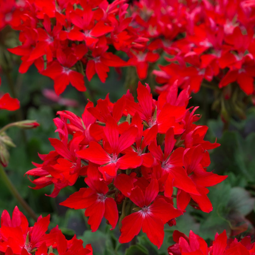 Červené hvězdicové muškáty - Pelargonium Fireworks 'Scarlet'