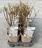 Hortensie arbustiva - Hydrangea paniculata 'Phantom'