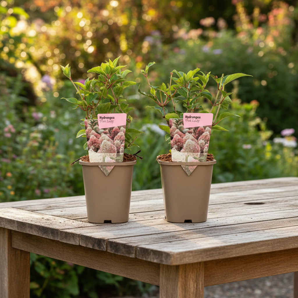 Hortensie arbustiva roz - Hydrangea paniculata 'Pink Lady'