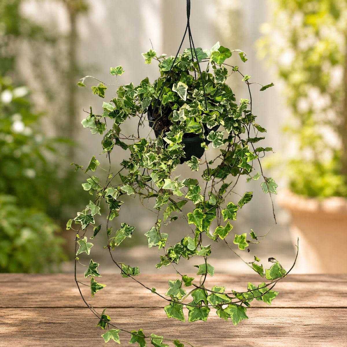 Variegated Ivy - Hedera helix ‘Golden Kolibri’ (XL specimens)